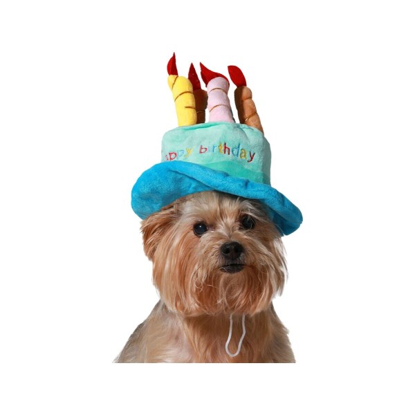 Dog Costume Blue Hat Birthday